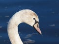 Young mute swan - Cygnus olor