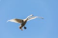Young Mute Swan, Cygnus Olor, In Flight Royalty Free Stock Photo