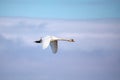 Young Mute Swan, Cygnus Olor, In Flight Royalty Free Stock Photo