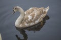 Young mute swan, cygnus olor Royalty Free Stock Photo