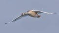 Young mute swan in incoming flight with stretched wings over grey sky