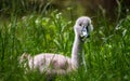 Young mute swan Cygnus olor resting near the lake. Pawlowice park in Wroclaw