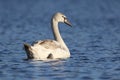 Young Mute Swan Swimming on Blue Water in Winter Royalty Free Stock Photo