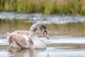 Young mute swan morning at the pond