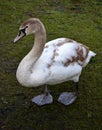 Young mute swan