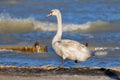 Young Mute Swan swimming on the lake Balaton in Hungary Royalty Free Stock Photo