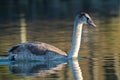Young mute swan on water Royalty Free Stock Photo