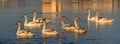 Young mute swans Cygnus olor in the river at sunset