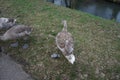 Young mute swans winter near the Wuhle River. Berlin, Germany