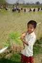 Young Myanmar farmer working in ricefield.