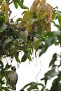 A Dead Chick and Rescue Effort by Mommy Bird