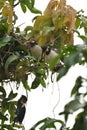 A Dead Chick and Rescue Effort by Mommy Bird