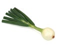 Young napiform onion isolated on a white background Royalty Free Stock Photo