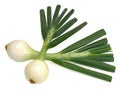Young napiform onion isolated on a white background Royalty Free Stock Photo