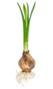 Young narcissus with bulb and roots Royalty Free Stock Photo