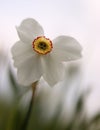 Young narcissus separated with blured background