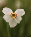 Young narcissus separated with blured background