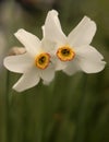 Young narcissus separated with blured background