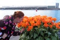 Young native dutch woman smelling blossoming tulips in Amsterdam Netherlands