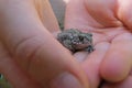 Young Natterjack Toad Epidalea calamita in hands of a child