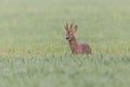 Young male roe deer buck capreolus capreolus standing in green meadow Royalty Free Stock Photo