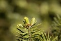 Needles of a balsam fir, Abies balsamea