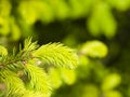 Young needles on branch Norway spruce, Picea abies, with bokeh background, macro, selective focus, shallow DOF