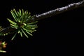 Young needles and buds on a branch of Atlas Cedar Cedrus Atlantica, shot on dark background