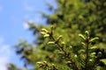 Young needles of green spruce close - up against the blue sky. Flora of Russia.