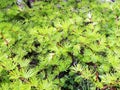 Young needles of larch (Larix)