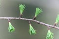 Young needles from a tamarack Larix laricina