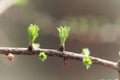 Young needles from a tamarack Larix laricina