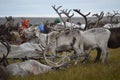 The life of reindeer herders on the Yamal Peninsula