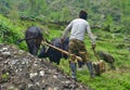 Young Nepalese Man plowing the field with bulls.