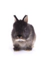 Young netherland dwarf rabbit sitting on floor in white background. Royalty Free Stock Photo