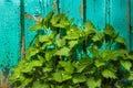 A young nettle on a background of a wooden blue fence