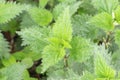 Young nettle Royalty Free Stock Photo