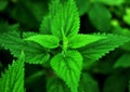 Young nettle leaves close up