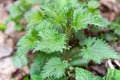 A young nettle plant grows in the forest. Royalty Free Stock Photo