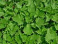 Young nettle plants Royalty Free Stock Photo