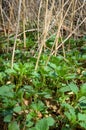 Young nettles in spring Royalty Free Stock Photo