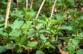 Young nettles in spring Royalty Free Stock Photo