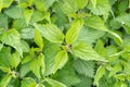 Young Nettles Stinging Herb, Wild Nettle Background, Spring Grass Food, Urtica Dioica