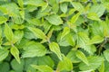 Young Nettles Stinging Herb, Wild Nettle Background, Spring Grass Food, Urtica Dioica