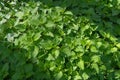 Young Nettles Stinging Herb, Wild Nettle Background, Spring Grass Food, Urtica Dioica