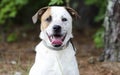 Mutt dog with panting tongue, pet rescue photograph