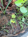 Young New born green plant in a pot