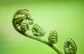Young new fern coiled fiddleheads uncoil and expand into fronds that resemble a violin. Close up macro photo Royalty Free Stock Photo