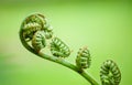 Young new fern coiled fiddleheads uncoil and expand into fronds that resemble a violin. Close up macro photo