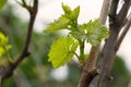 Young new leaves of grapes in the spring outdoors. Green grape leaves on a branch. Royalty Free Stock Photo